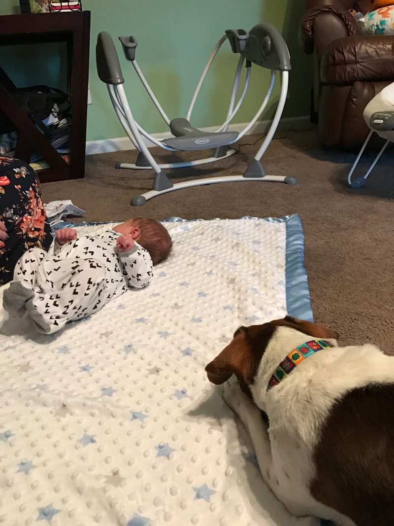 Illustration for article titled Ginger is meeting and getting to know her new little brother.